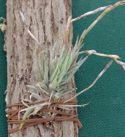 Tillandsia kolbii